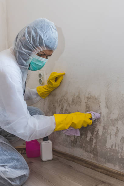 Best Emergency Mold Remediation  in South Wenatchee, WA
